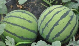 娱乐吃瓜酱山东,吃瓜酱带你探秘本土明星幕后故事